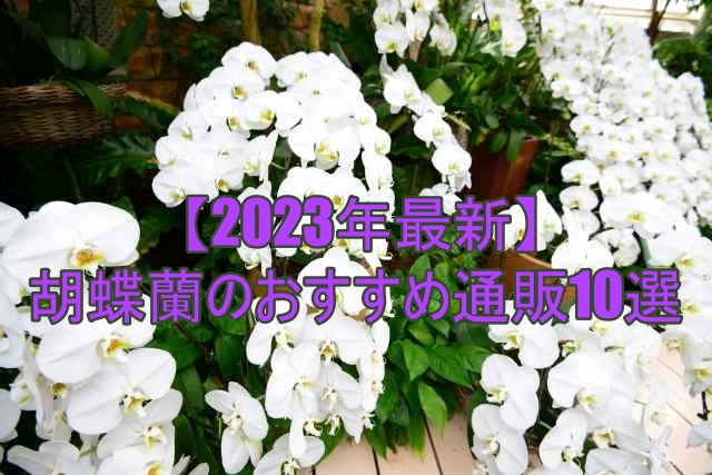 【2023年最新】胡蝶蘭おすすめ通販10選