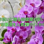 周年祝いに贈る胡蝶蘭の安い通販おすすめ10選