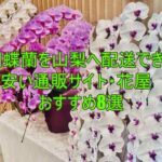 胡蝶蘭を山梨へ配送できる安い通販サイト・花屋おすすめ8選