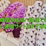 胡蝶蘭を岐阜へ配送できる安い通販サイトおすすめ7選