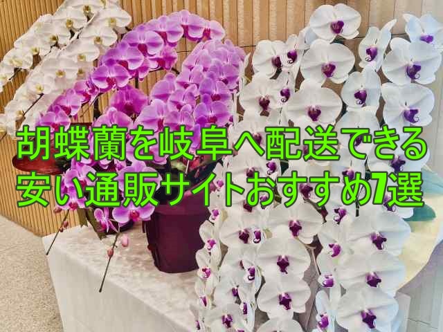 胡蝶蘭を岐阜へ配送できる安い通販サイトおすすめ7選