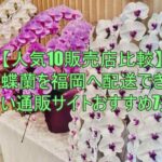 胡蝶蘭を福岡へ配送できる安い通販サイトおすすめ7選