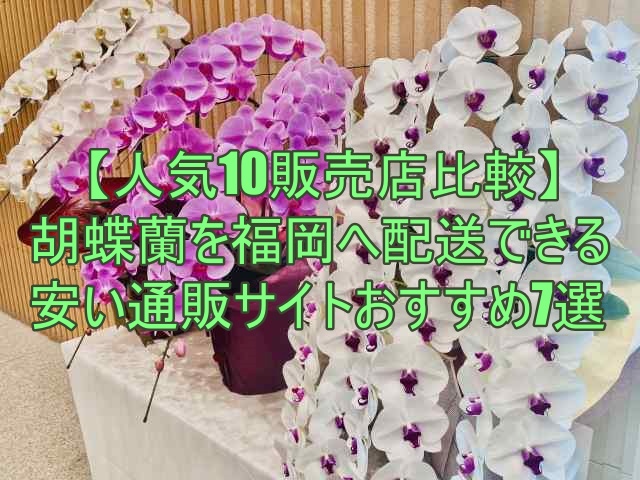 胡蝶蘭を福岡へ配送できる安い通販サイトおすすめ7選